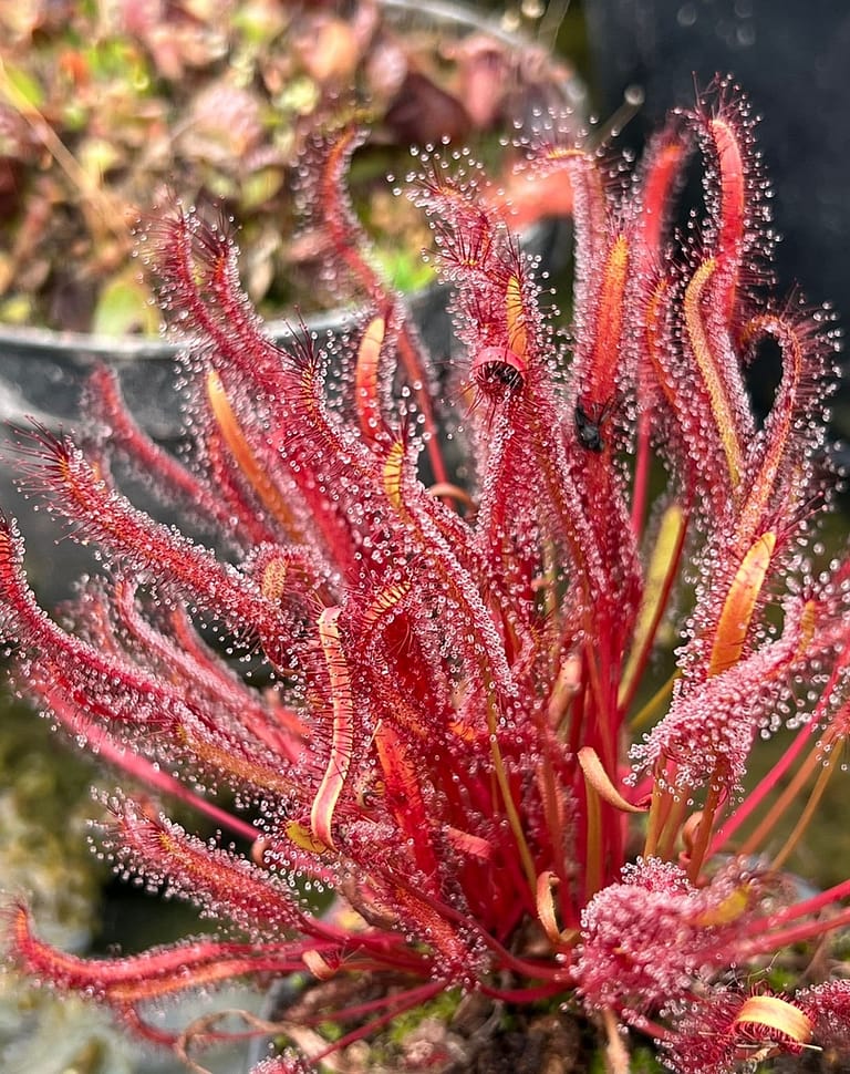 drosera capensis cape sundew red variety.